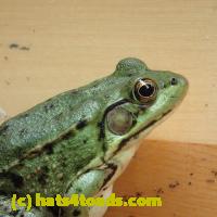 /home//u458753944/public_html/sourcegallery//Frogs/More bullfrogs/P8150224.JPG